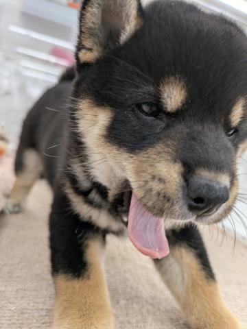 埼玉県の柴犬(標準サイズ) (NICO PET 三郷店/2025年8月16日生まれ/男の子/黒)の子犬の4枚目の画像