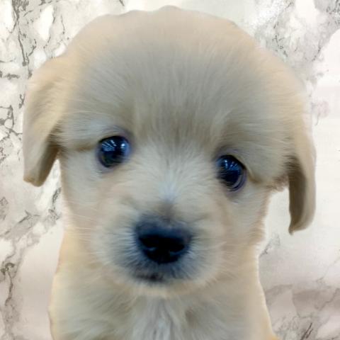 MIXポメラニアン×ミニチュアダックスフンド