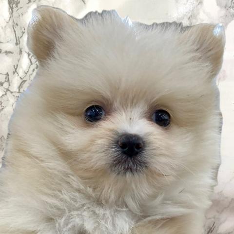 MIXポメラニアン×マルチーズ