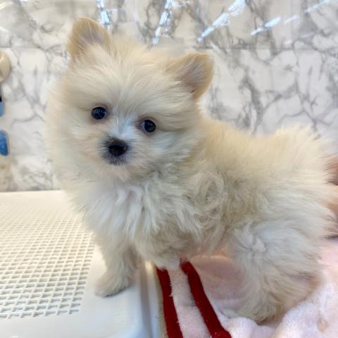 埼玉県のポメマル/マルポメ(ポメラニアン×マルチーズ) (NICO PET 三郷店/2025年8月24日生まれ/女の子/クリーム)の子犬の2枚目の画像