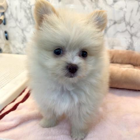 埼玉県のポメマル/マルポメ(ポメラニアン×マルチーズ) (NICO PET 三郷店/2025年8月24日生まれ/女の子/クリーム)の子犬の3枚目の画像
