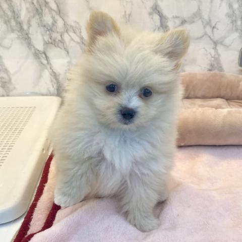 埼玉県のポメマル/マルポメ(ポメラニアン×マルチーズ) (NICO PET 三郷店/2025年8月24日生まれ/女の子/クリーム)の子犬の4枚目の画像