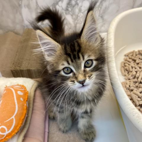 埼玉県のメインクーン (NICO PET 三郷店/2025年8月24日生まれ/男の子/ブラウンタビー)の子猫の2枚目の画像