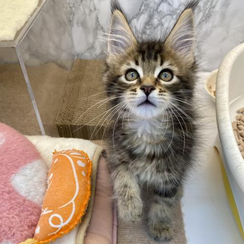 埼玉県のメインクーン (NICO PET 三郷店/2025年8月24日生まれ/男の子/ブラウンタビー)の子猫の4枚目の画像