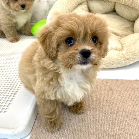 埼玉県のペキプー(ペキニーズ×プードル) (NICO PET 三郷店/2025年8月19日生まれ/女の子/レッドホワイト)の子犬の3枚目の画像