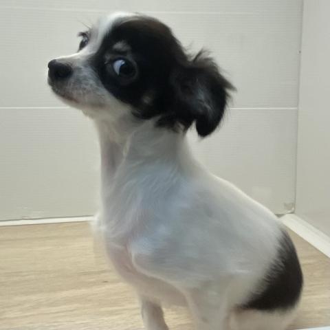 チワワ（ロングコート）