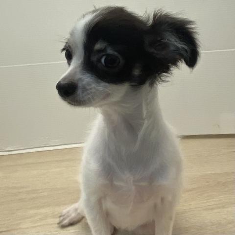 石川県のチワワ(ロング) (ペットアミ 津幡店/2025年6月20日生まれ/女の子/ホワイトブラック)の子犬の2枚目の画像