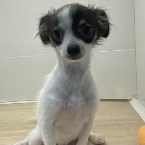 石川県のチワワ(ロング) (ペットアミ 津幡店/2025年6月20日生まれ/女の子/ホワイトブラック)の子犬の4枚目の画像