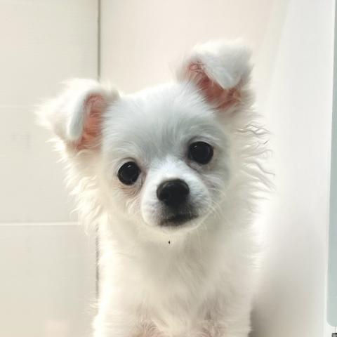 ポメラニアン×チワワ