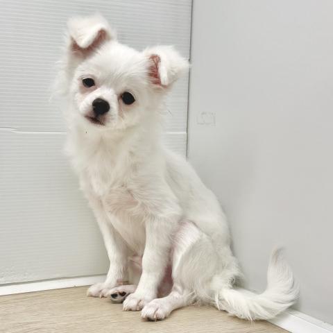 ポメラニアン×チワワ