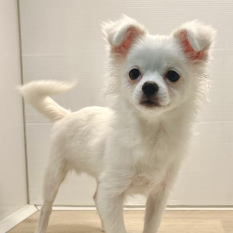 ポメラニアン×チワワ