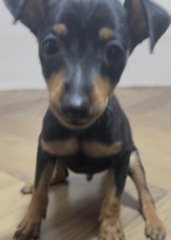 ミニチュアピンシャー