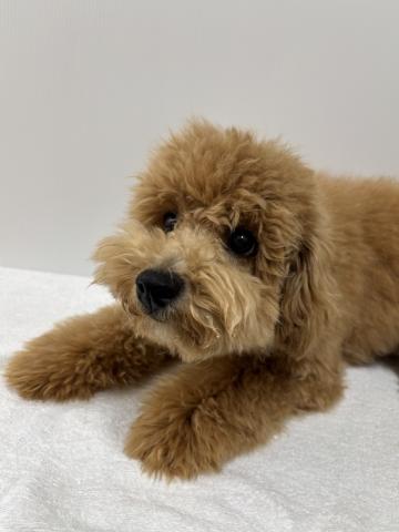 新潟県のハーフ犬・ミックス犬 (ペットアミ 加茂店/2025年3月23日生まれ/男の子/アプリコットその他)の子犬の2枚目の画像