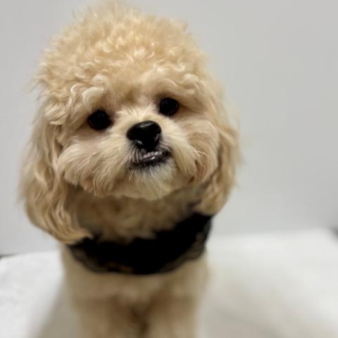 新潟県のハーフ犬・ミックス犬 (ペットアミ 加茂店/2025年2月2日生まれ/男の子/その他色)の子犬の2枚目の画像