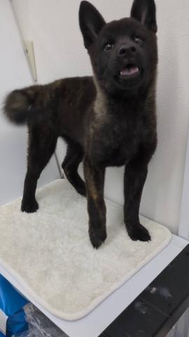 和歌山県の甲斐犬 (ペットアミ 那賀店/2025年6月29日生まれ/男の子/中虎毛)の子犬の4枚目の画像