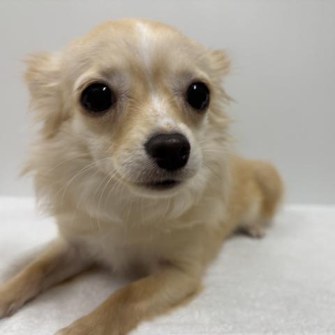 新潟県のチワワ(ロング) (ペットアミ 加茂店/2025年3月22日生まれ/男の子/クリームホワイト)の子犬の1枚目の画像