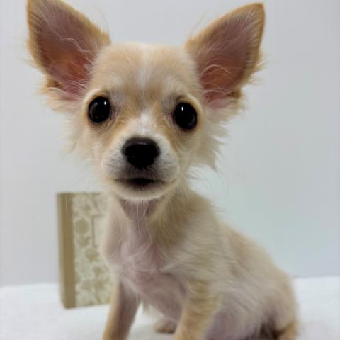 新潟県のチワワ(ロング) (ペットアミ 加茂店/2025年3月22日生まれ/男の子/クリームホワイト)の子犬の2枚目の画像