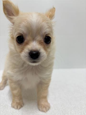 新潟県のチワワ(ロング) (ペットアミ 加茂店/2025年3月22日生まれ/男の子/クリームホワイト)の子犬の3枚目の画像