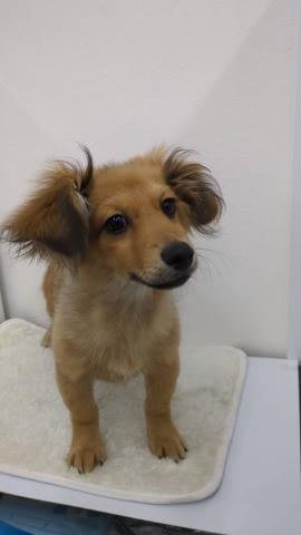 和歌山県のポメックス(ポメラニアン×ダックス) (ペットアミ 那賀店/2025年5月22日生まれ/男の子/レッド)の子犬