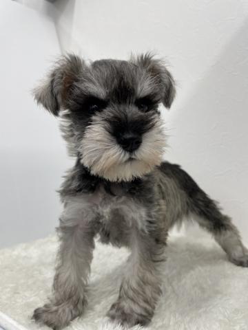 ミニチュアシュナウザー