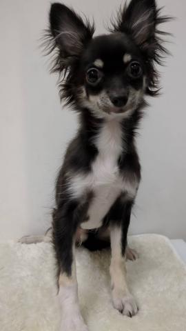 チワワ(ロングコート)