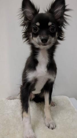 チワワ(ロングコート)