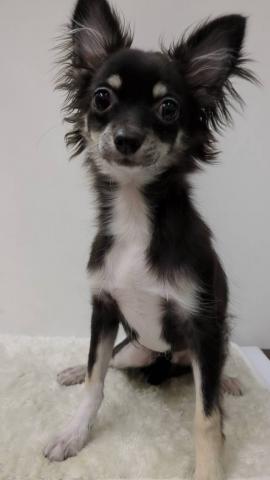 チワワ(ロングコート)