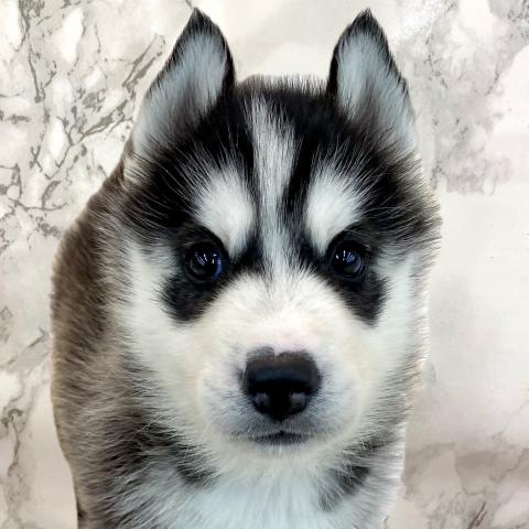 埼玉県のシベリアンハスキー (NICO PET 三郷店/2025年8月30日生まれ/男の子/ブラックホワイト)の子犬の1枚目の画像