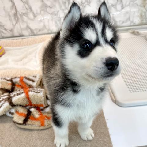 埼玉県のシベリアンハスキー (NICO PET 三郷店/2025年8月30日生まれ/男の子/ブラックホワイト)の子犬の2枚目の画像