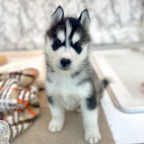 埼玉県のシベリアンハスキー (NICO PET 三郷店/2025年8月30日生まれ/男の子/ブラックホワイト)の子犬の3枚目の画像