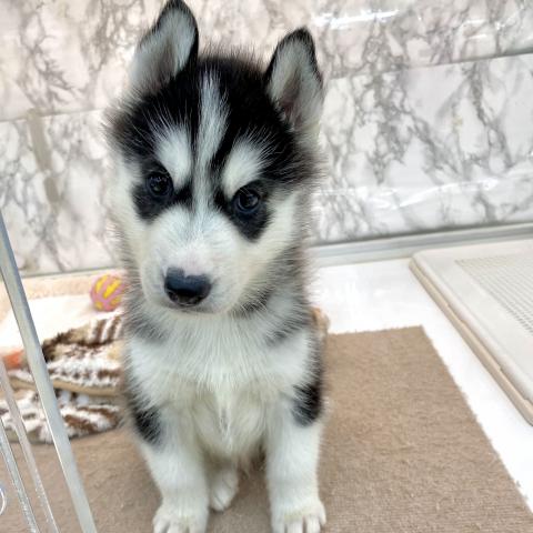 埼玉県のシベリアンハスキー (NICO PET 三郷店/2025年8月30日生まれ/男の子/ブラックホワイト)の子犬の4枚目の画像