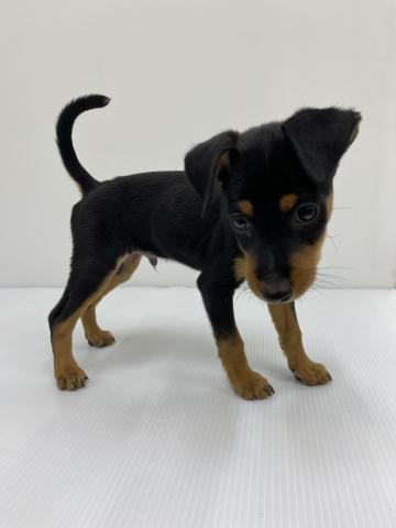 和歌山県のミニチュアピンシャー (ペットアミ 紀の川店/2025年8月28日生まれ/男の子/ブラックタン)の子犬の2枚目の画像