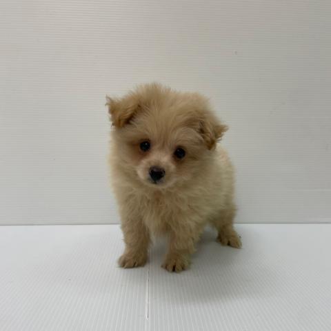 新潟県のポメプー(ポメラニアン×プードル) (ペットアミ 新発田店/2025年7月26日生まれ/男の子/その他色)の子犬の1枚目の画像