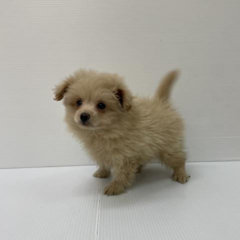 新潟県のポメプー(ポメラニアン×プードル) (ペットアミ 新発田店/2025年7月26日生まれ/男の子/その他色)の子犬の2枚目の画像