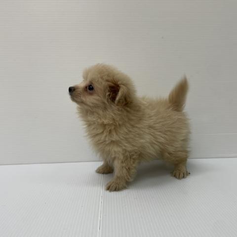 新潟県のポメプー(ポメラニアン×プードル) (ペットアミ 新発田店/2025年7月26日生まれ/男の子/その他色)の子犬の3枚目の画像