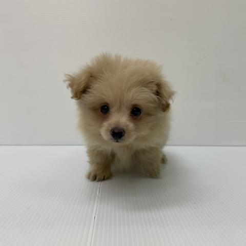 新潟県のポメプー(ポメラニアン×プードル) (ペットアミ 新発田店/2025年7月26日生まれ/男の子/その他色)の子犬の4枚目の画像