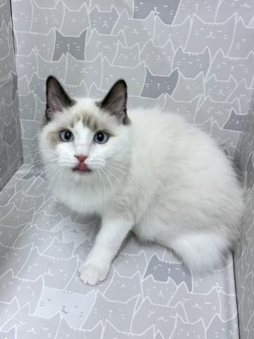 富山県のラグドール (ペットアミ宮野店/2025年6月21日生まれ/女の子/ブルーポイントバイカラー)の子猫の1枚目の画像