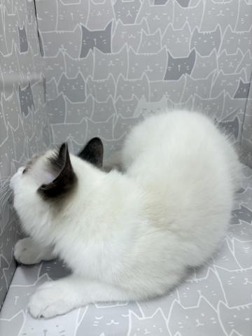 富山県のラグドール (ペットアミ宮野店/2025年6月21日生まれ/女の子/ブルーポイントバイカラー)の子猫の2枚目の画像