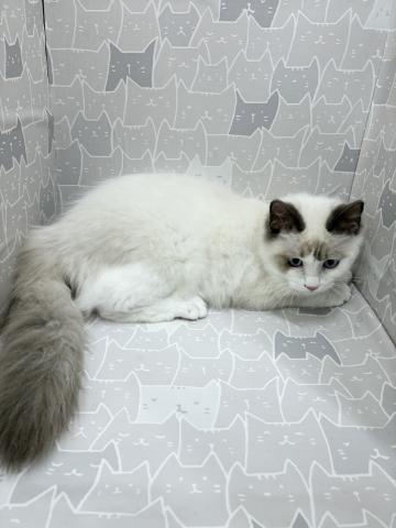 富山県のラグドール (ペットアミ宮野店/2025年6月21日生まれ/女の子/ブルーポイントバイカラー)の子猫の3枚目の画像