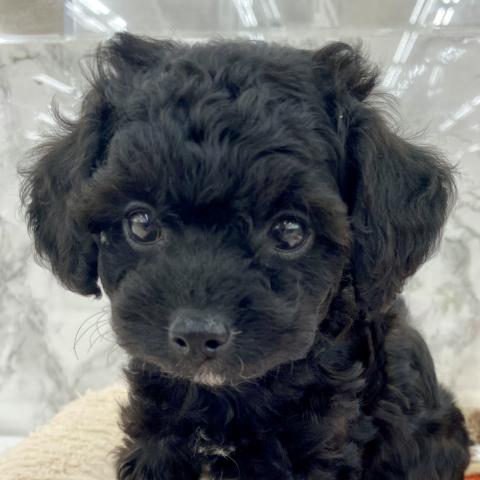 MIXチワワ×トイプードル