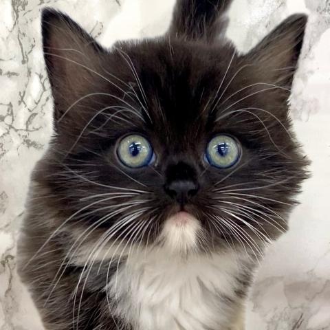 MIX(雑種)サイベリアン×ラグドール