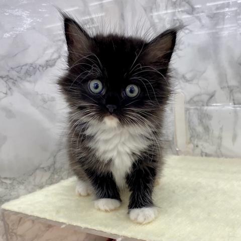 埼玉県のハーフ猫・ミックス猫 (NICO PET 三郷店/2025年8月8日生まれ/女の子/ブラックホワイト)の子猫の3枚目の画像