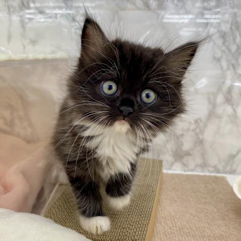 埼玉県のハーフ猫・ミックス猫 (NICO PET 三郷店/2025年8月8日生まれ/女の子/ブラックホワイト)の子猫の4枚目の画像