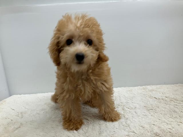 新潟県のトイプードル(トイ) (ペットアミ 新潟西店/2025年7月8日生まれ/女の子/アプリコット)の子犬の1枚目の画像