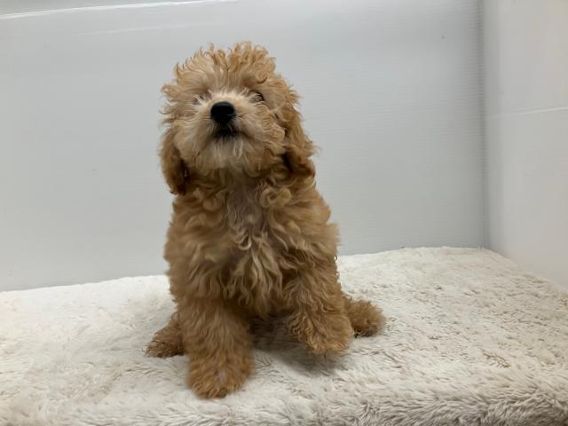 新潟県のトイプードル(トイ) (ペットアミ 新潟西店/2025年7月8日生まれ/女の子/アプリコット)の子犬の2枚目の画像