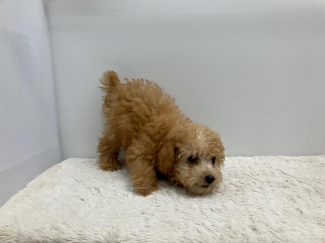 新潟県のトイプードル(トイ) (ペットアミ 新潟西店/2025年7月8日生まれ/女の子/アプリコット)の子犬の3枚目の画像
