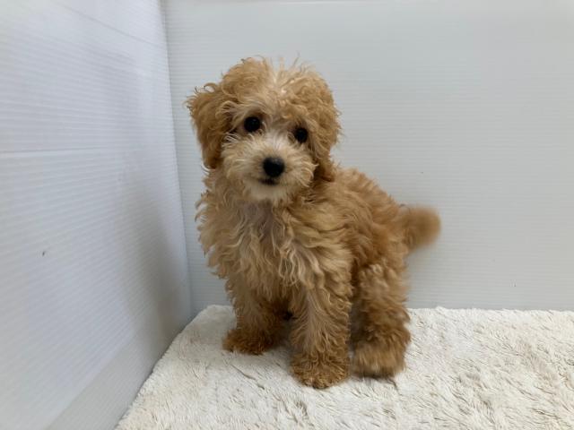 新潟県のトイプードル(トイ) (ペットアミ 新潟西店/2025年7月8日生まれ/女の子/アプリコット)の子犬の4枚目の画像