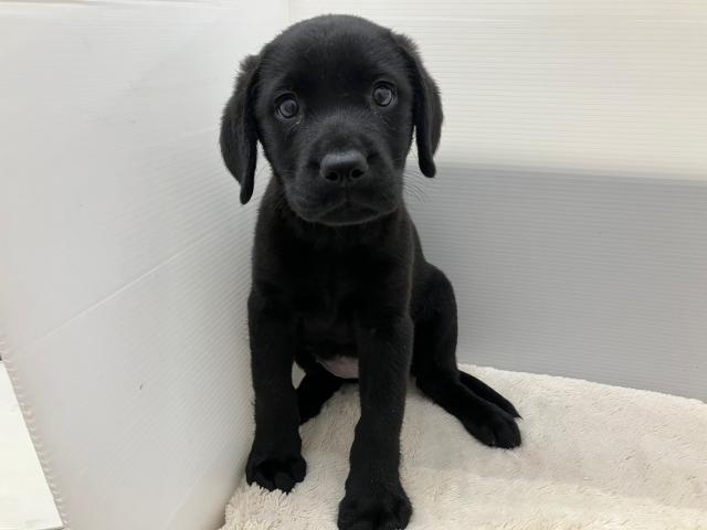 ラブラドールレトリーバー