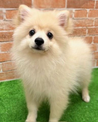 新潟県のポメラニアン (ペットアミ 柏崎店/2025年6月15日生まれ/女の子/クリーム)の子犬の1枚目の画像