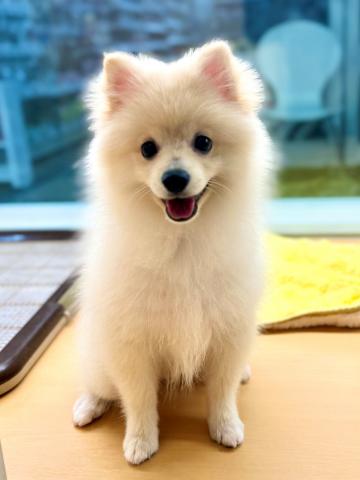 新潟県のポメラニアン (ペットアミ 柏崎店/2025年6月15日生まれ/女の子/クリーム)の子犬の4枚目の画像